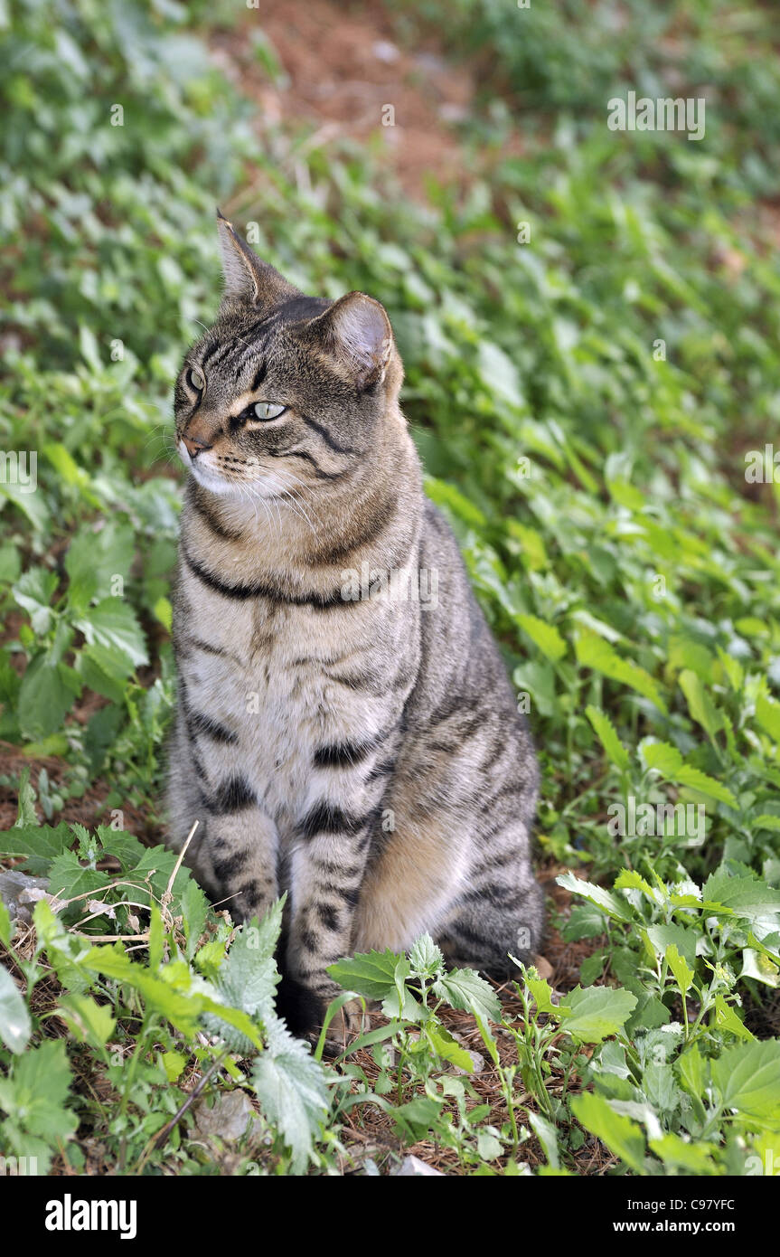 Chat errant dans l'île d'Hydra, Grèce Banque D'Images