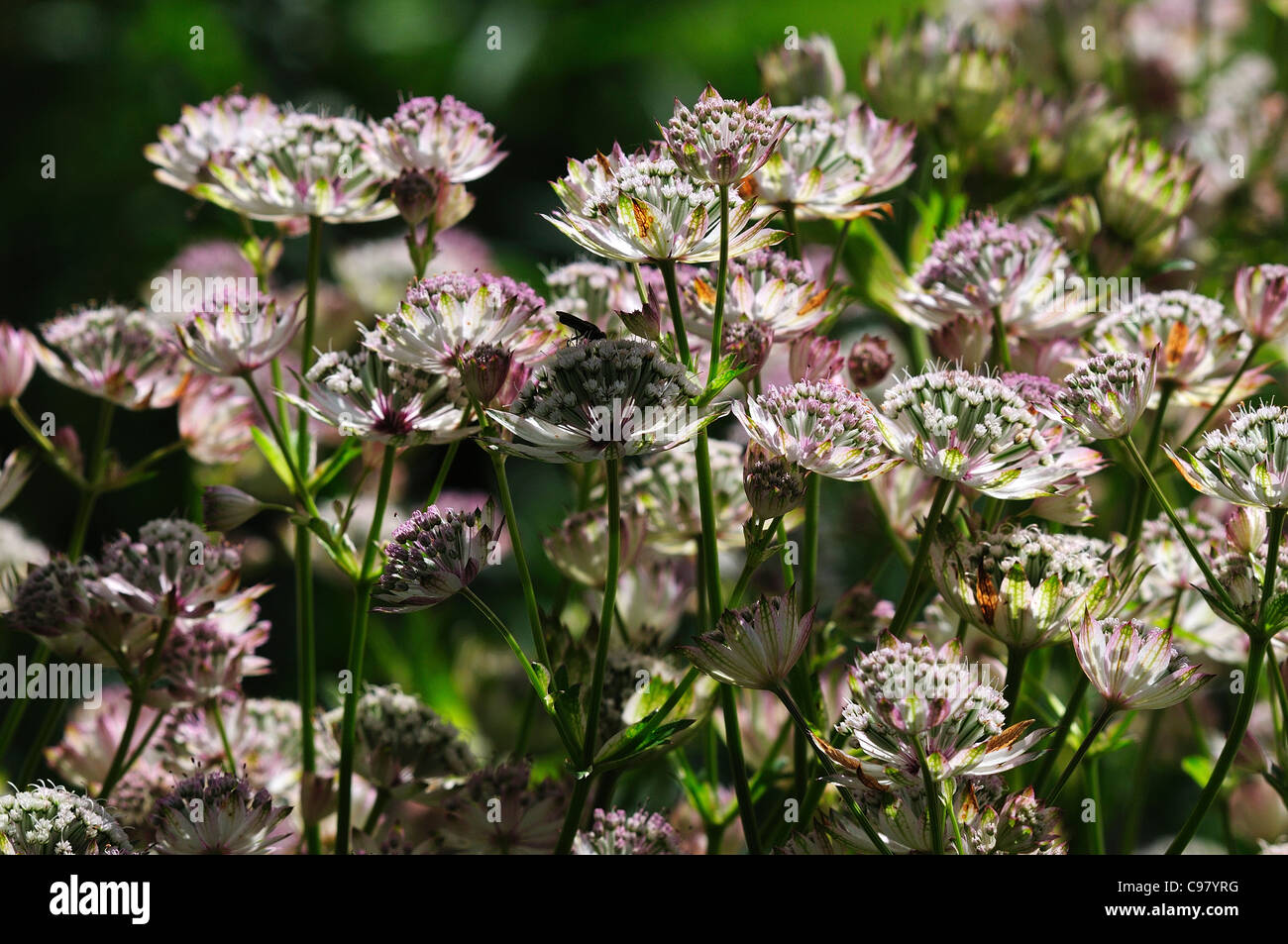 Un écran d'astrantia dans un chalet jardin UK Banque D'Images