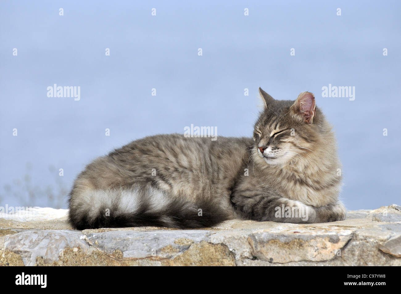 Sleeping cat dans l'île d'Hydra, Grèce Banque D'Images