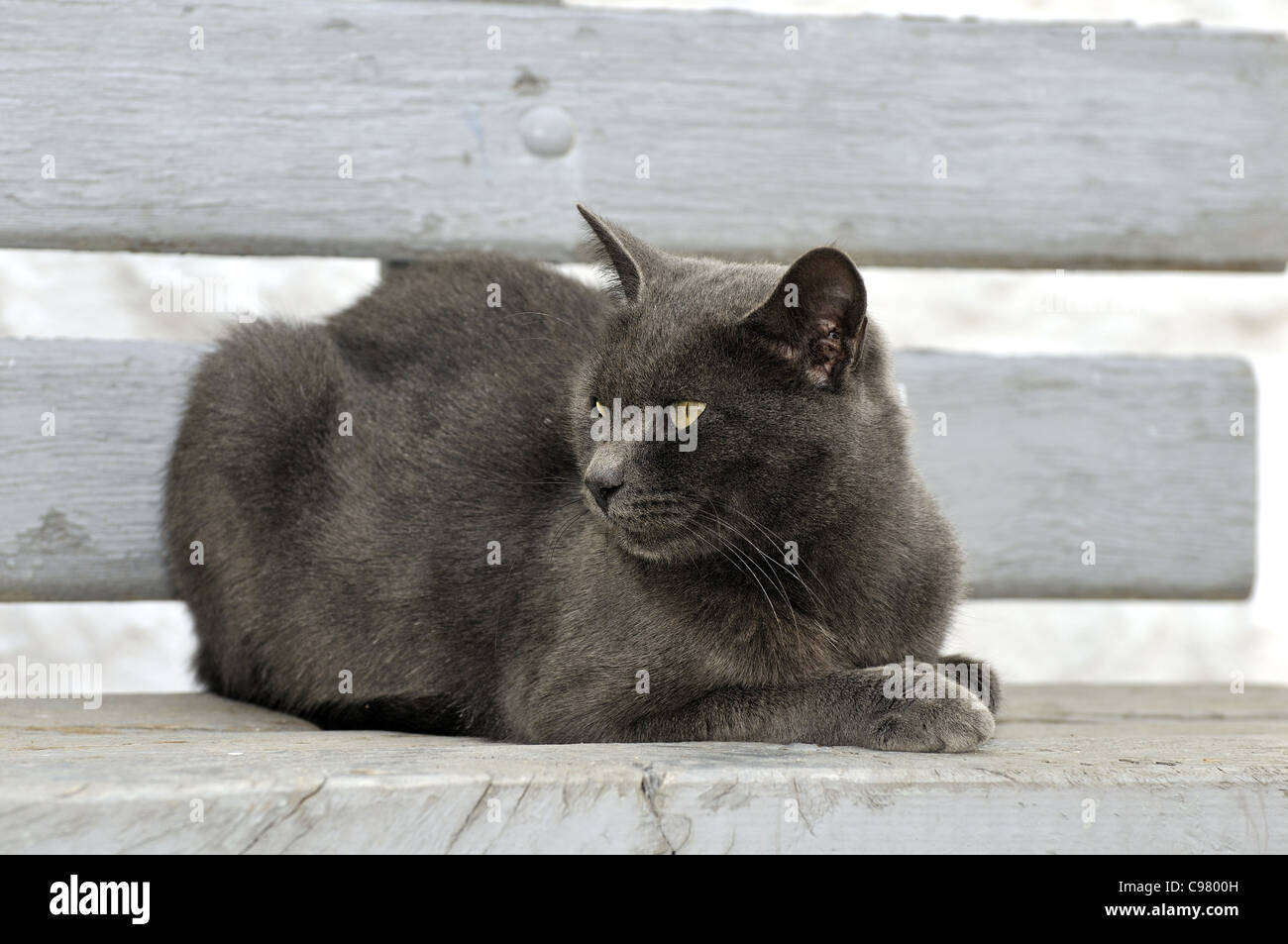 Chat errant dans l'île d'Hydra, Grèce Banque D'Images