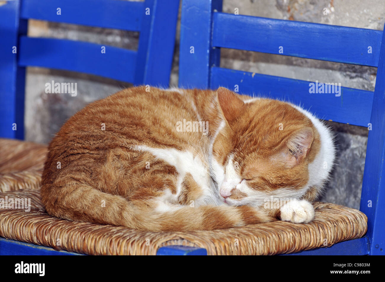 Dormir chat errant dans l'île d'Hydra, Grèce Banque D'Images