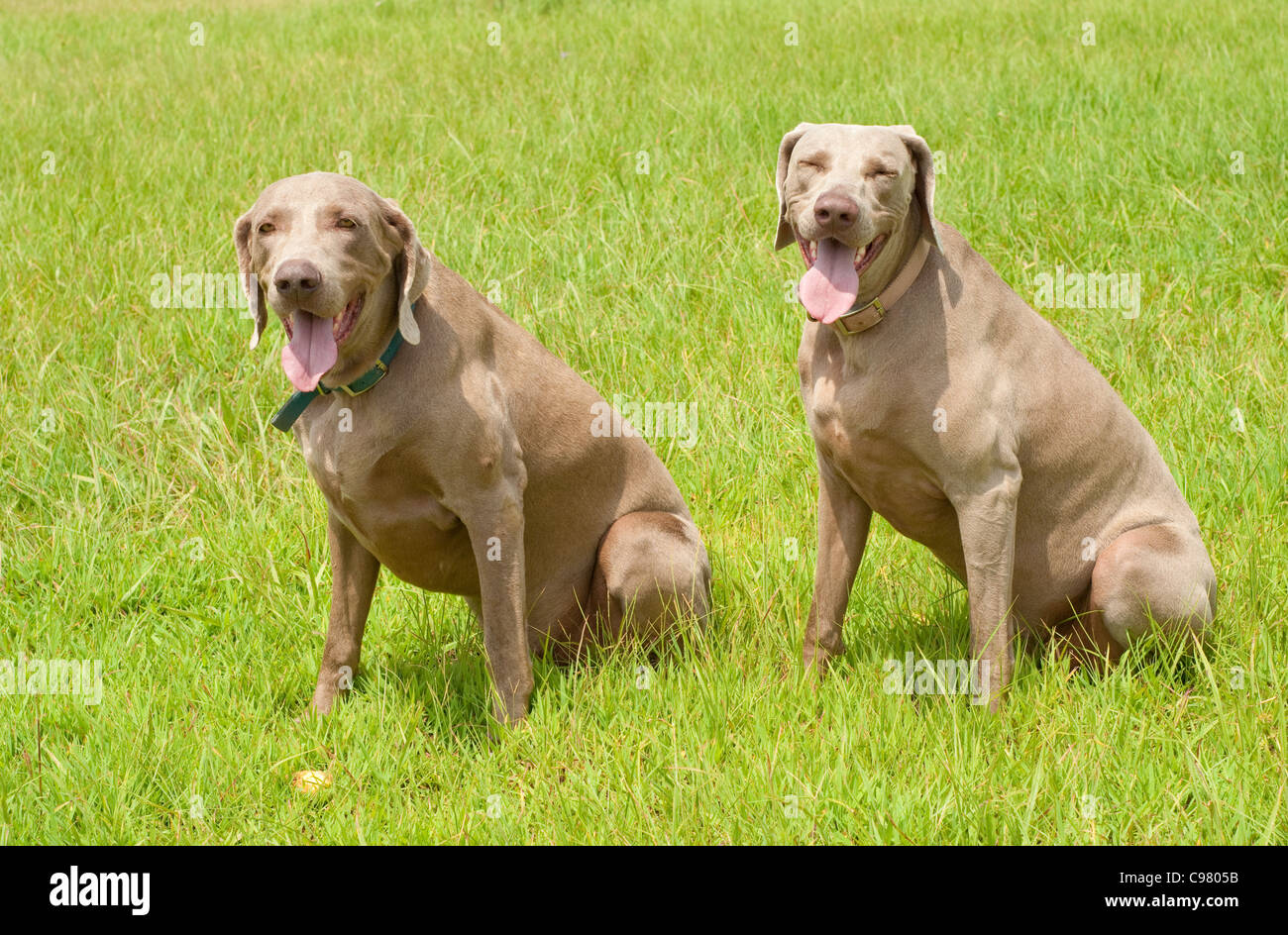 Deux chiens braque assis sur l'herbe verte par une chaude journée d'été Banque D'Images