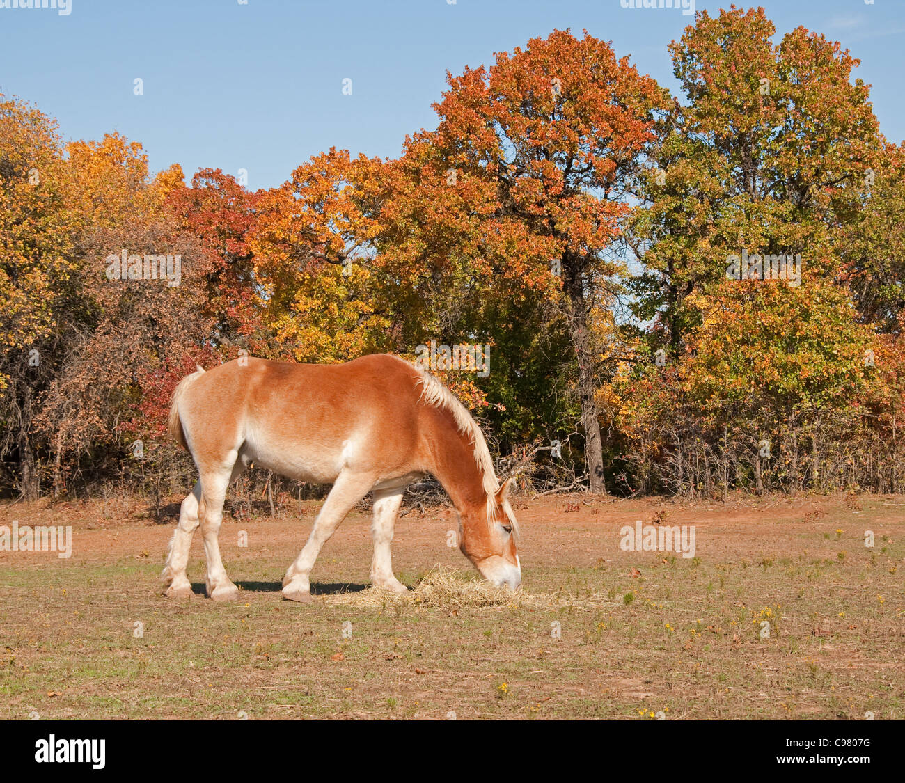 Cheval de Trait Belge de manger du foin dans les pâturages d'automne Banque D'Images