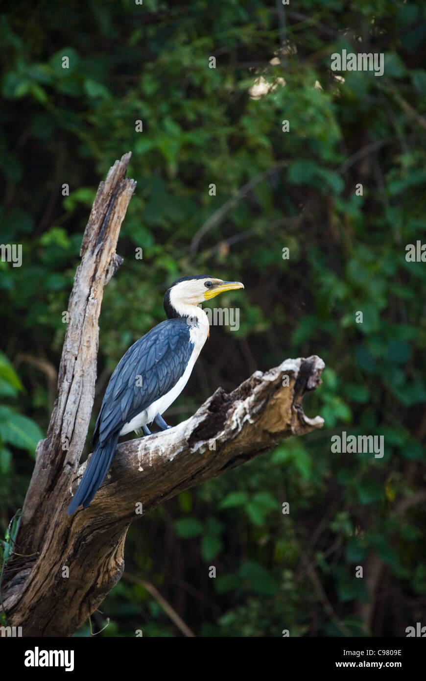 Aigrette garzette (Phalacrocorax). Les zones humides, l'eau jaune le Kakadu National Park, Territoire du Nord, Australie Banque D'Images