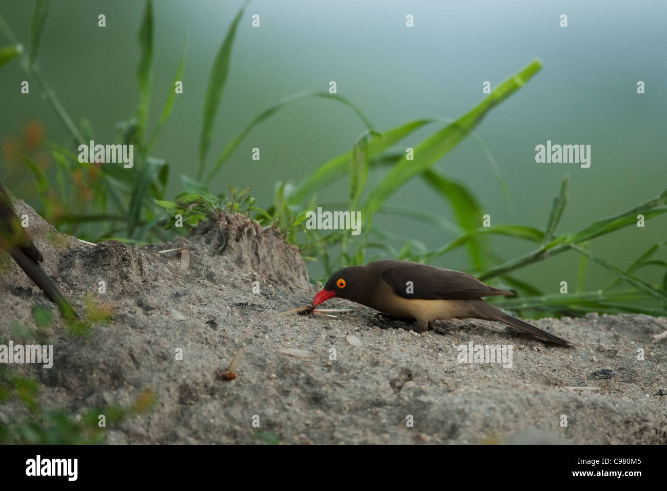 Red-billed oxpecker sur le terrain Banque D'Images