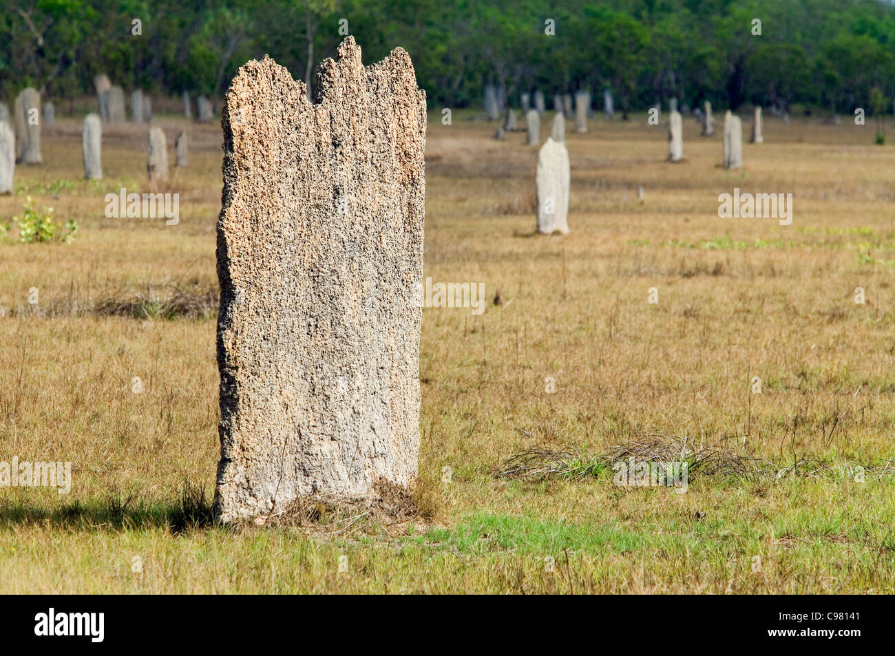 Termitières magnétiques. LItchfield National Park, Territoire du Nord, Australie Banque D'Images