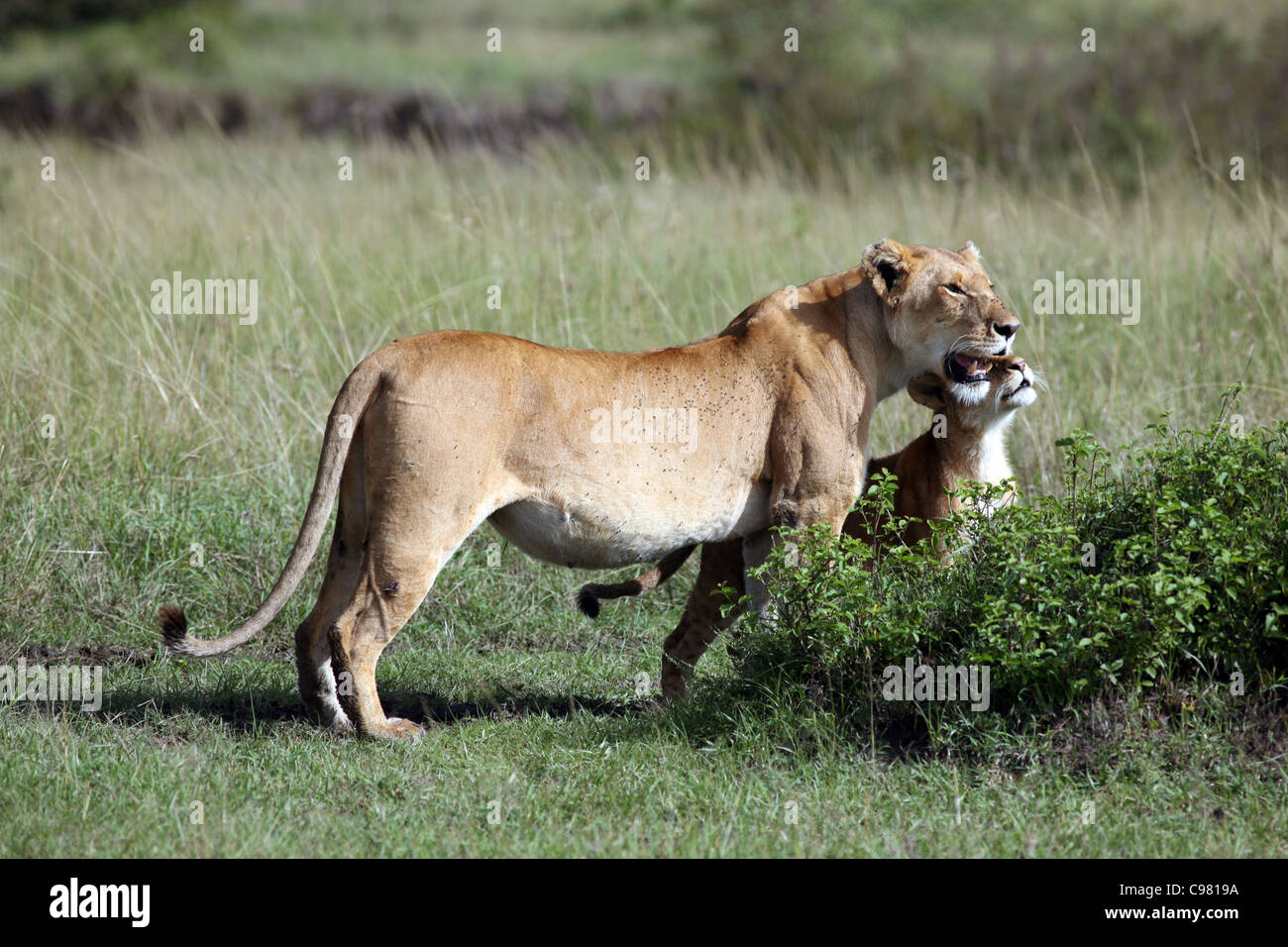 Lionne et cub, Masai Mara, Kenya. Banque D'Images