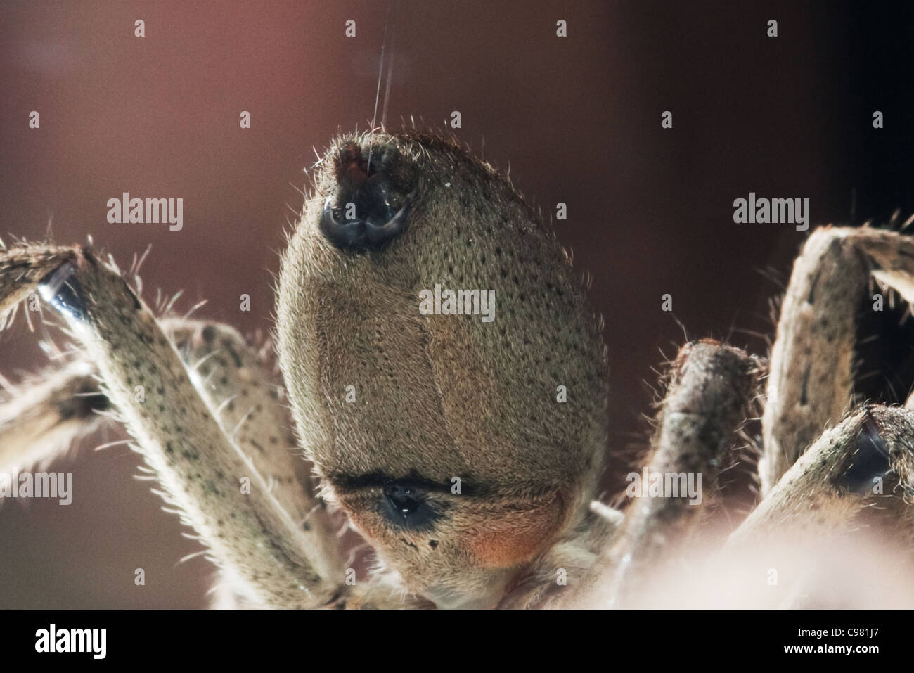 Spider pluie (Palystes superciliosus) filière Banque D'Images