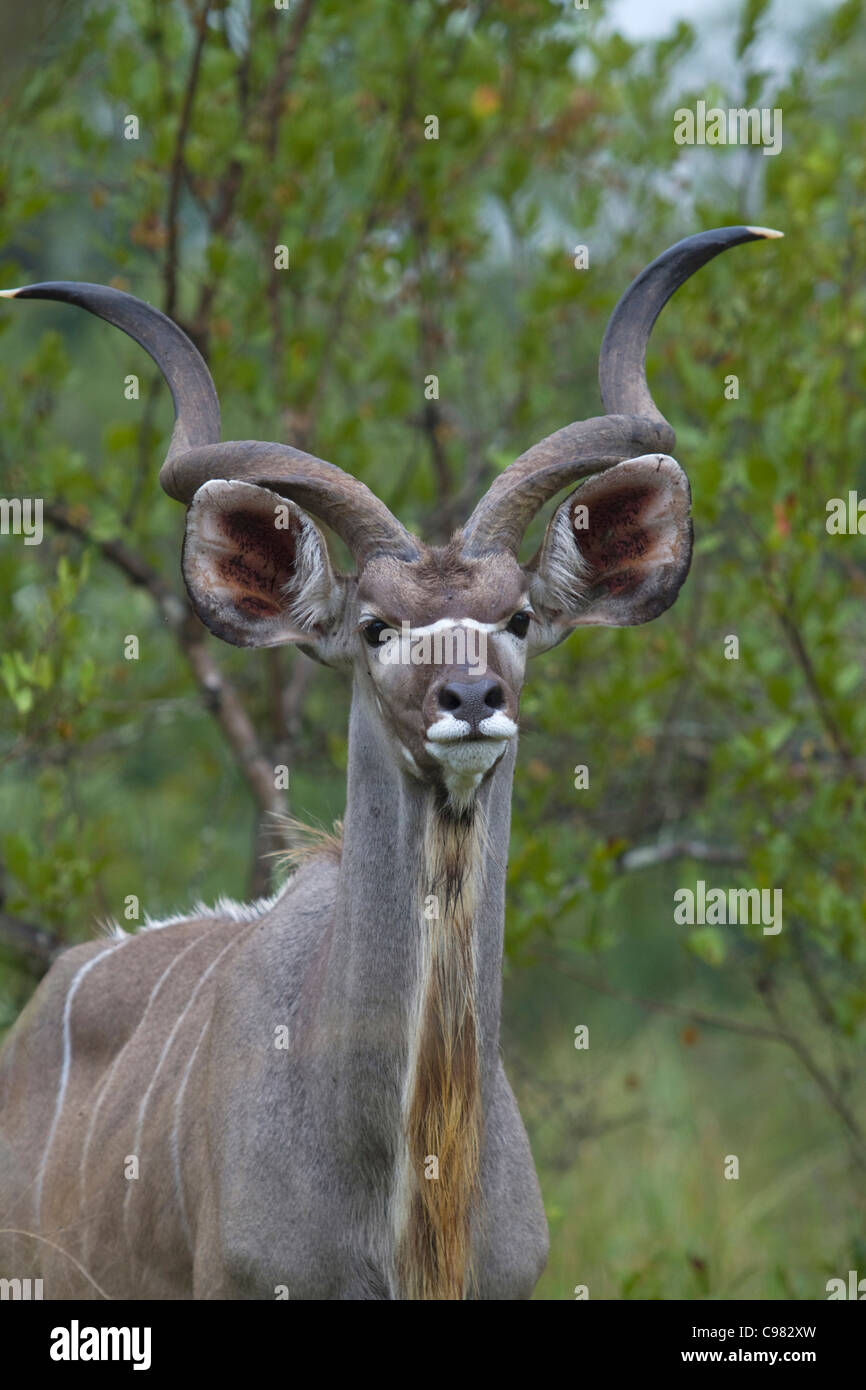 Portrait d'un taureau de kudu Banque D'Images