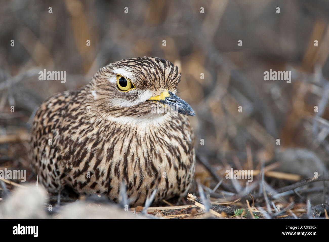 Spotted Thick-knee sur son nid Banque D'Images