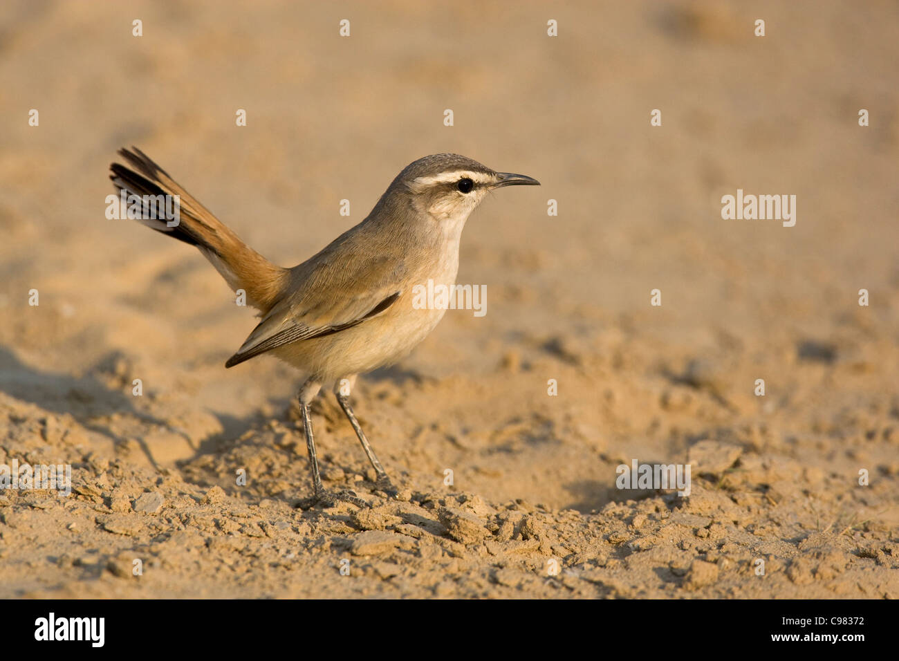 Scrub-Robin sur terrains sableux Banque D'Images