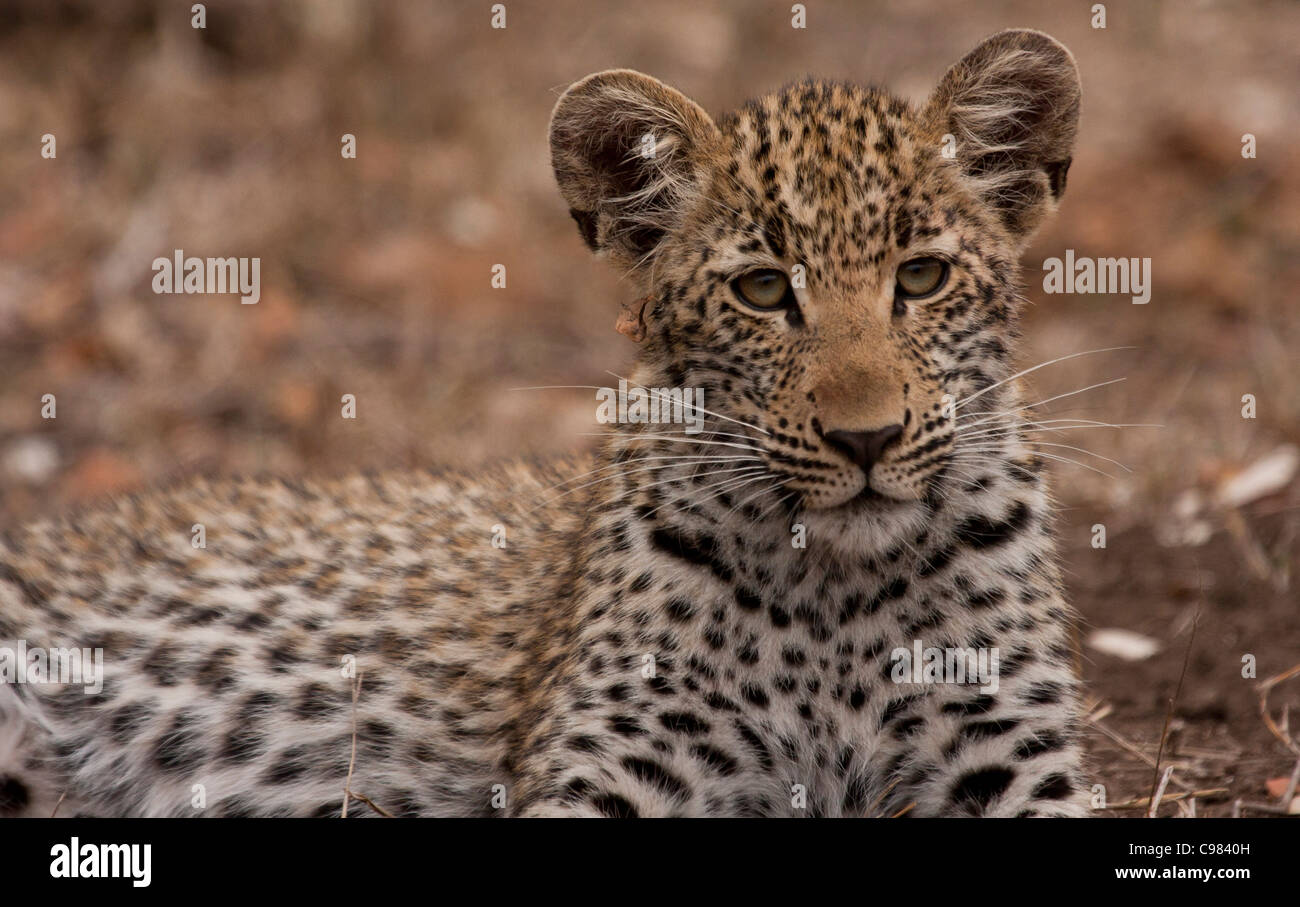 Portrait of a leopard cub Banque D'Images