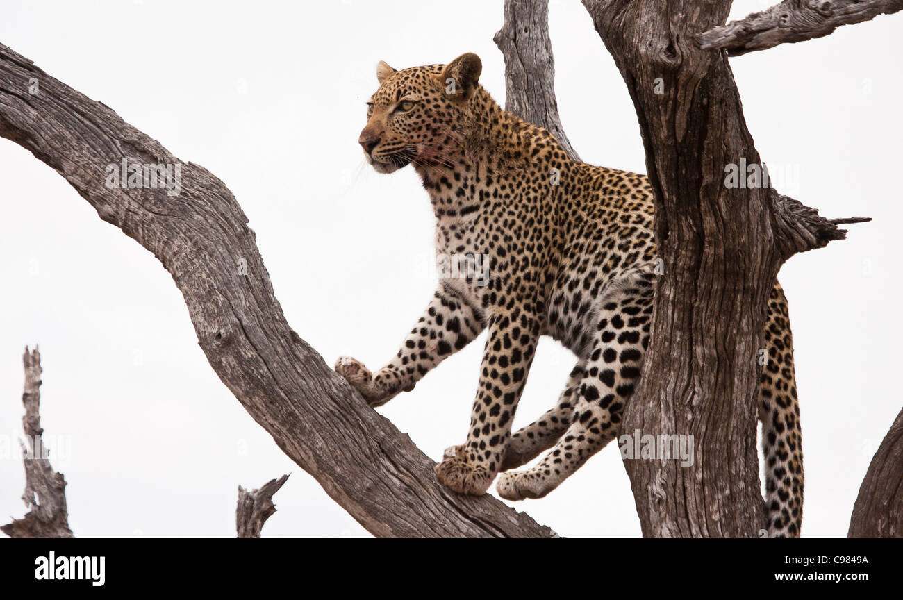 Leopard assis sur une branche dans un arbre mort Banque D'Images