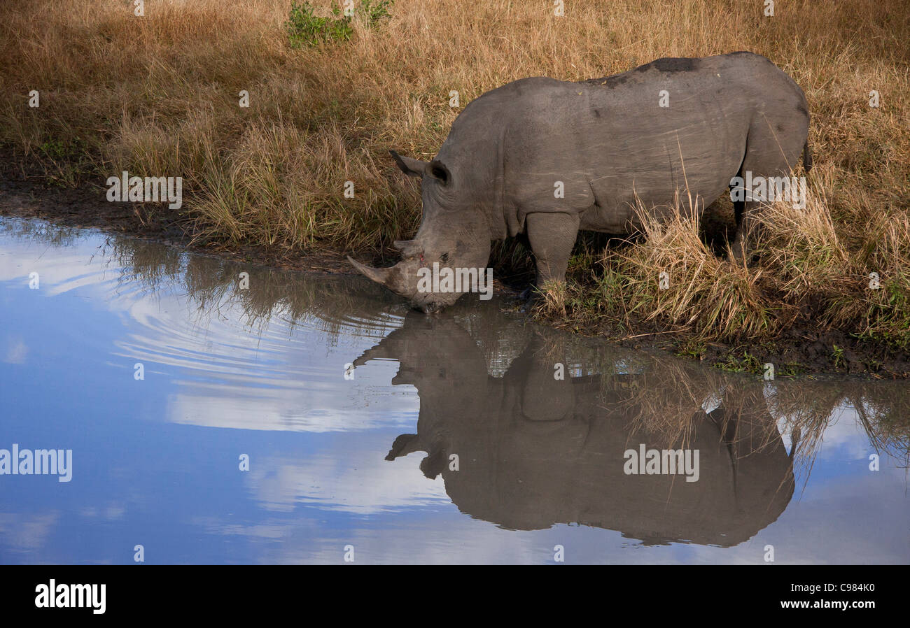 Le rhinocéros blanc d'un cours d'eau potable Banque D'Images