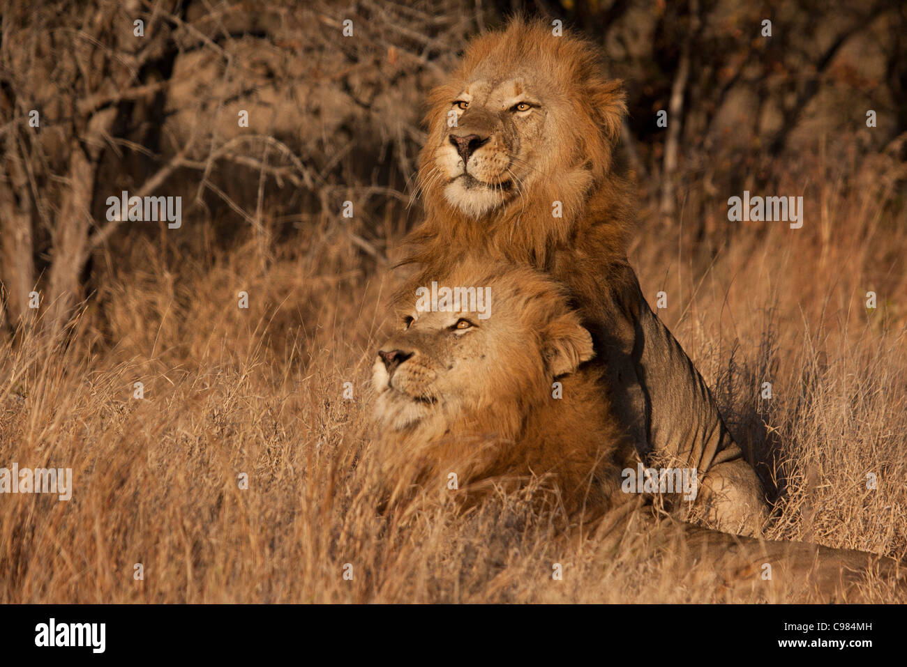 Deux lions mâles se reposant dans l'herbe haute en lumière chaude Banque D'Images