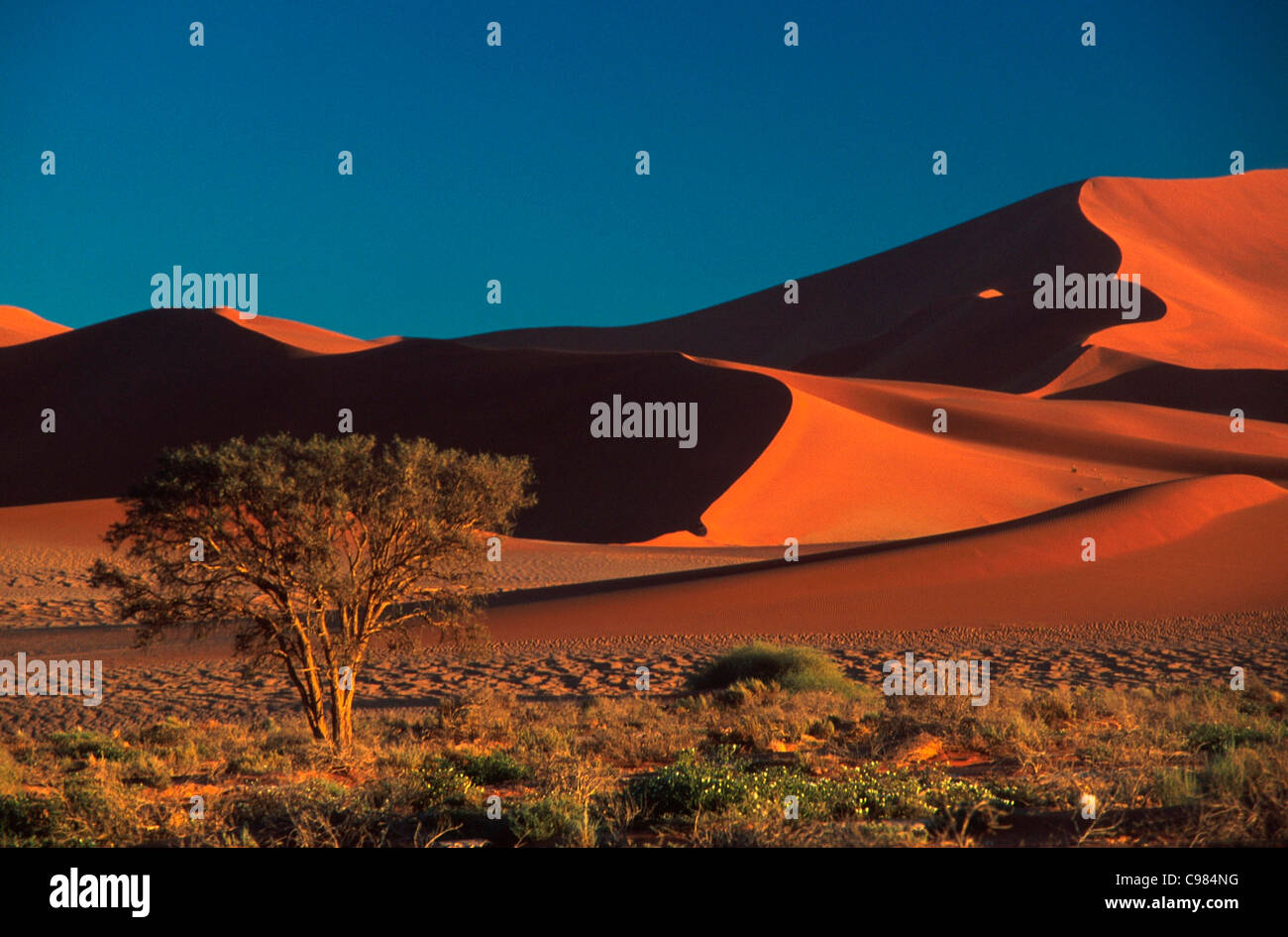Dunes de sable et une Camelthorn arbre dans le désert du Namib Banque D'Images