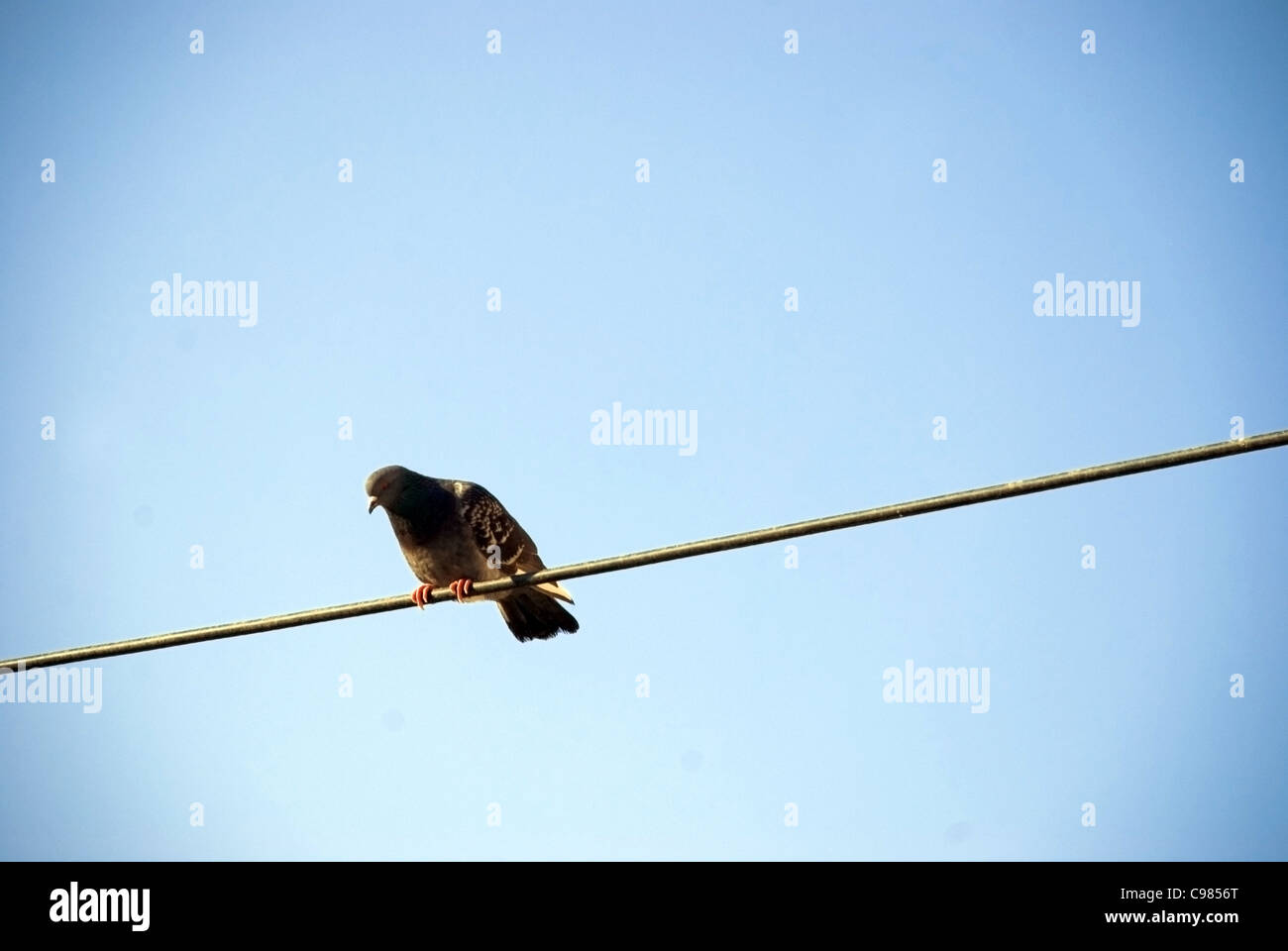 Mouette traversant la rue Banque D'Images