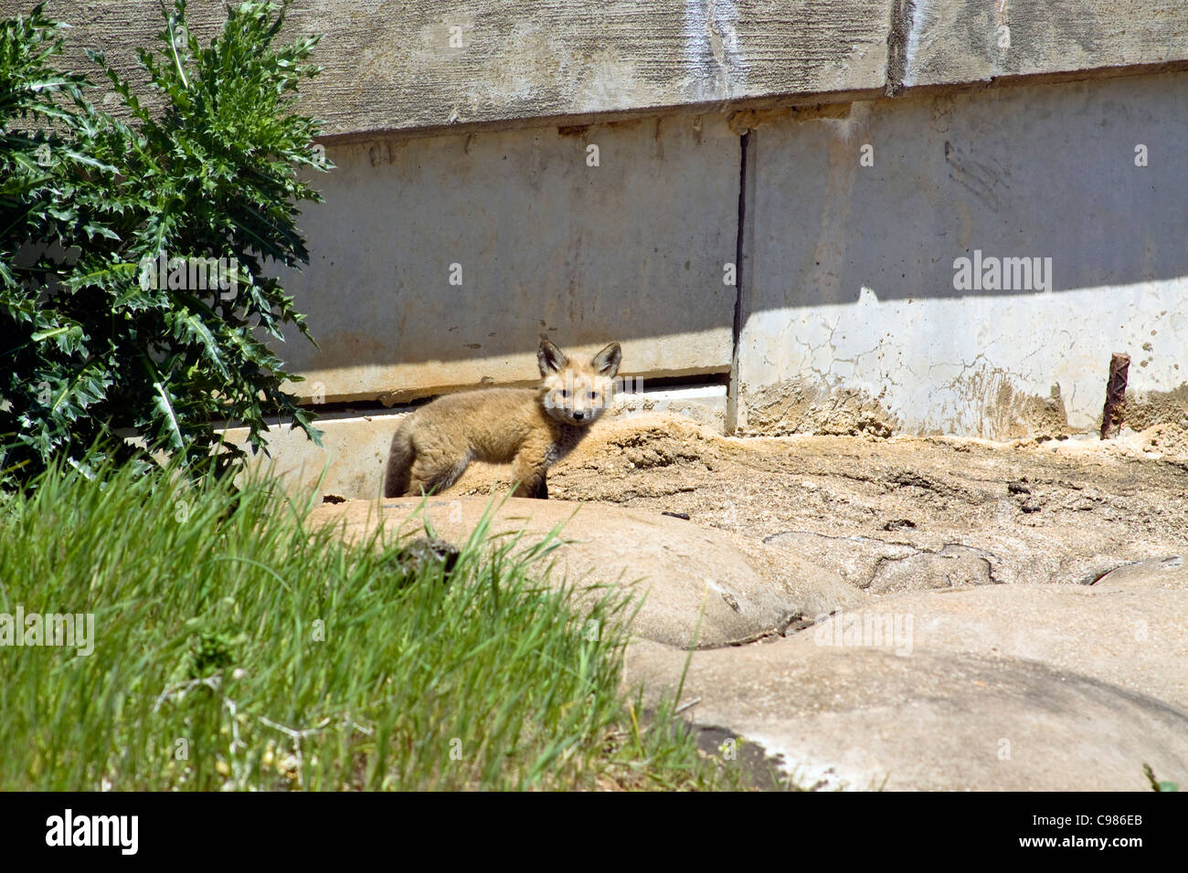 Un jeune sauvage red fox (Vulpes vulpes) à côté d'une culée de pont en béton Banque D'Images