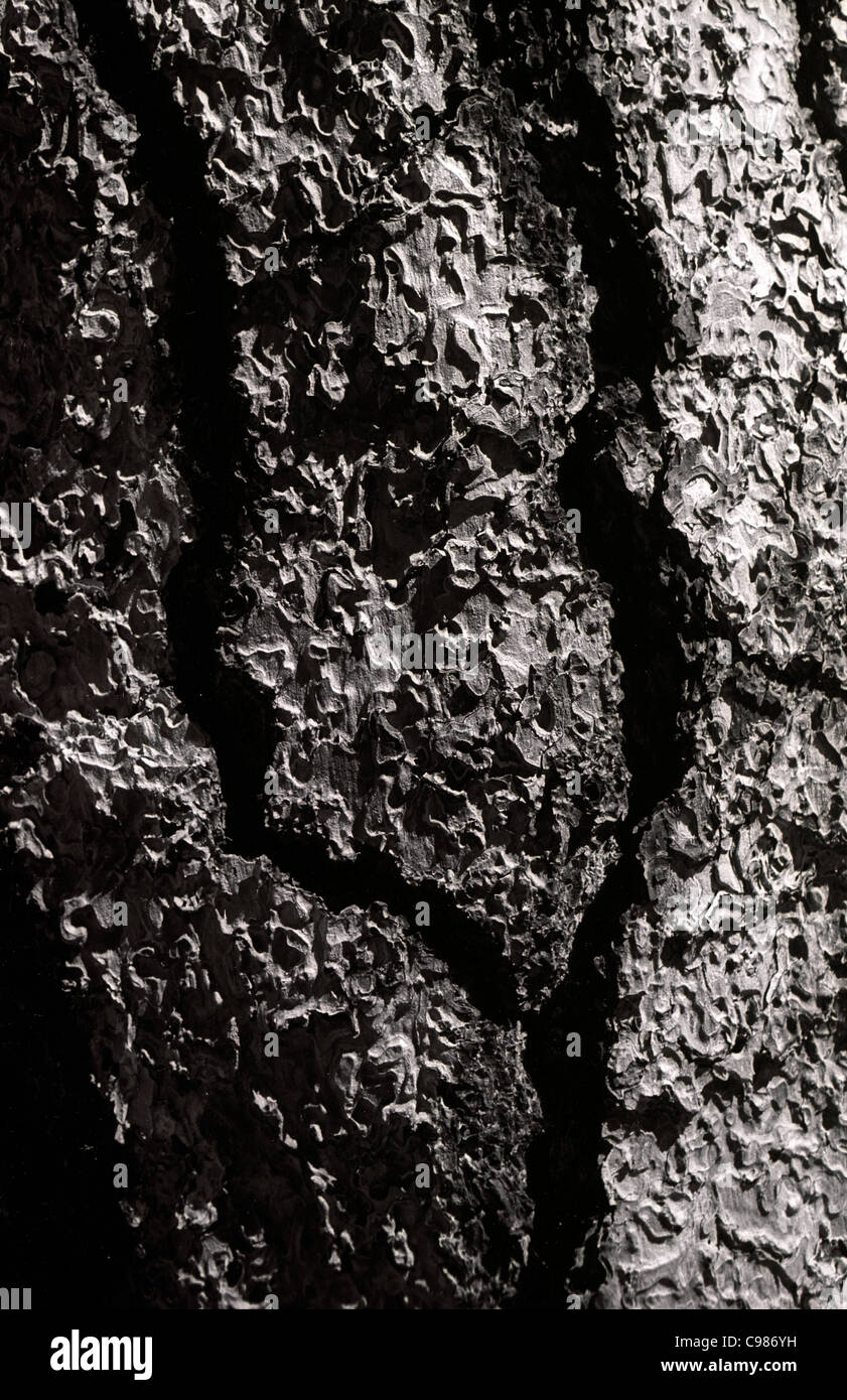 Le Parc National Yosemite vertical noir et blanc à contraste élevé d'écorce closeup détail Banque D'Images