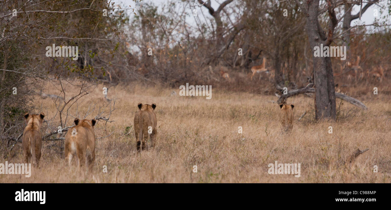 La chasse aux lions un troupeau d'impalas Banque D'Images