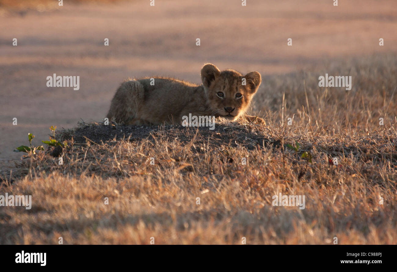 Lionceau Banque D'Images