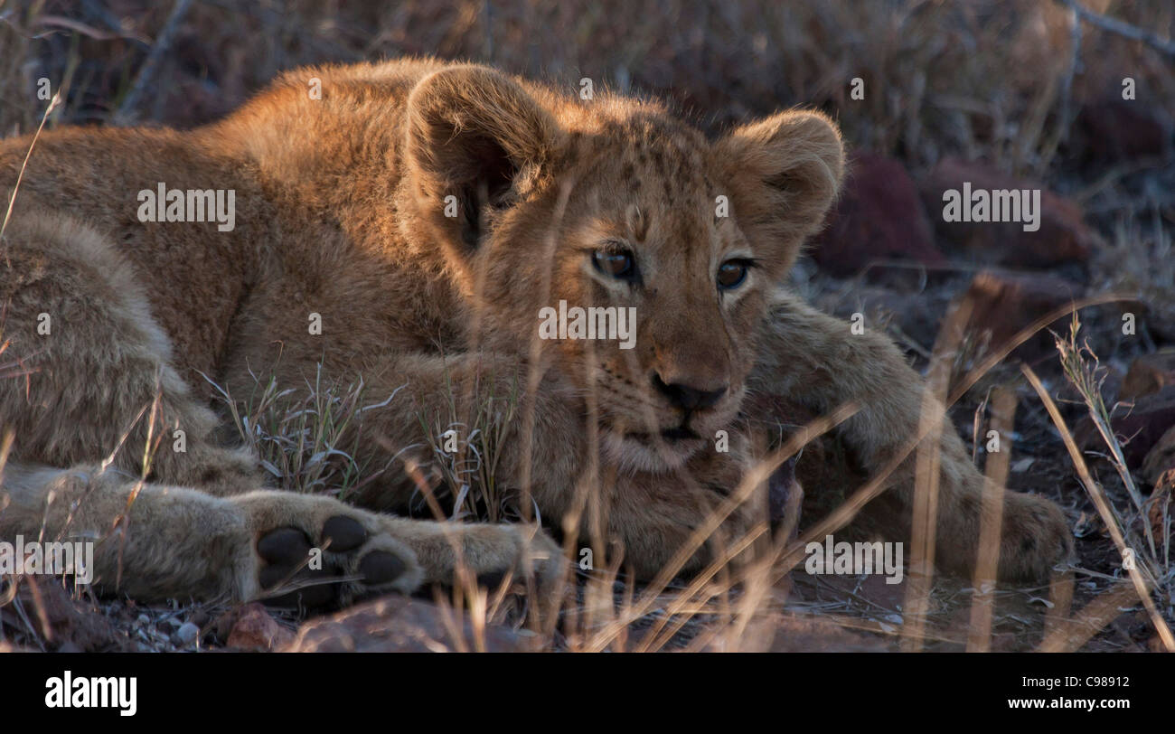 Lion cub resting Banque D'Images