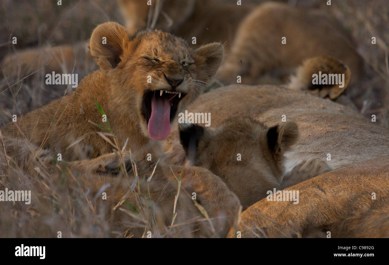 Portrait d'un lion cub coller sa langue Banque D'Images