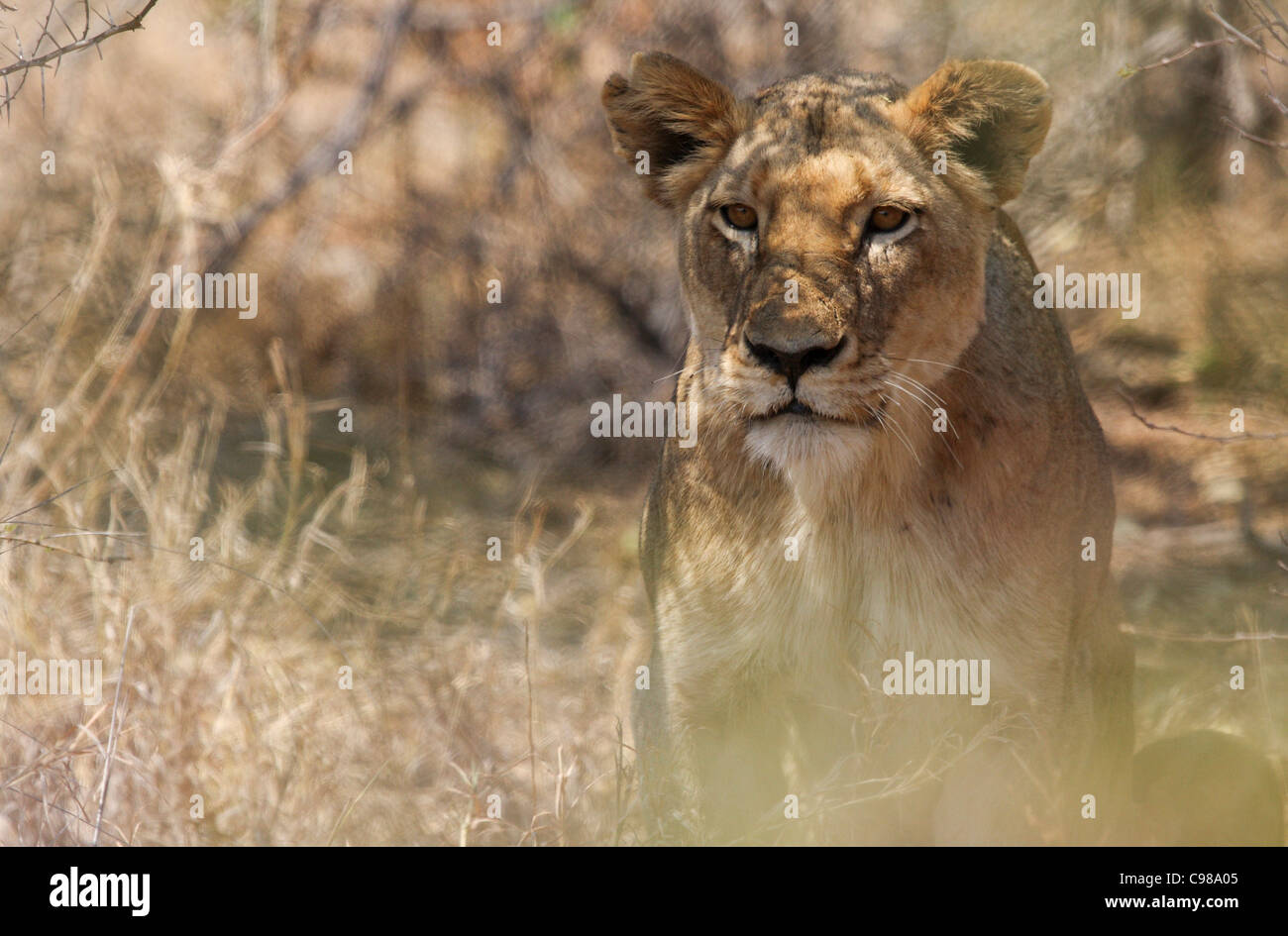 Lionne accroupi dans l'herbe sèche Banque D'Images