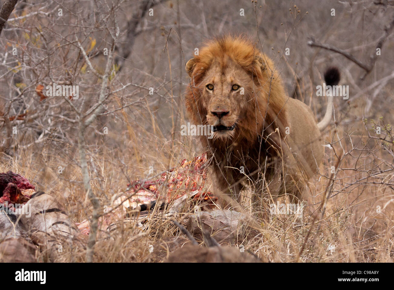 Lion mâle agressif à poser avec Zebra tuer Banque D'Images