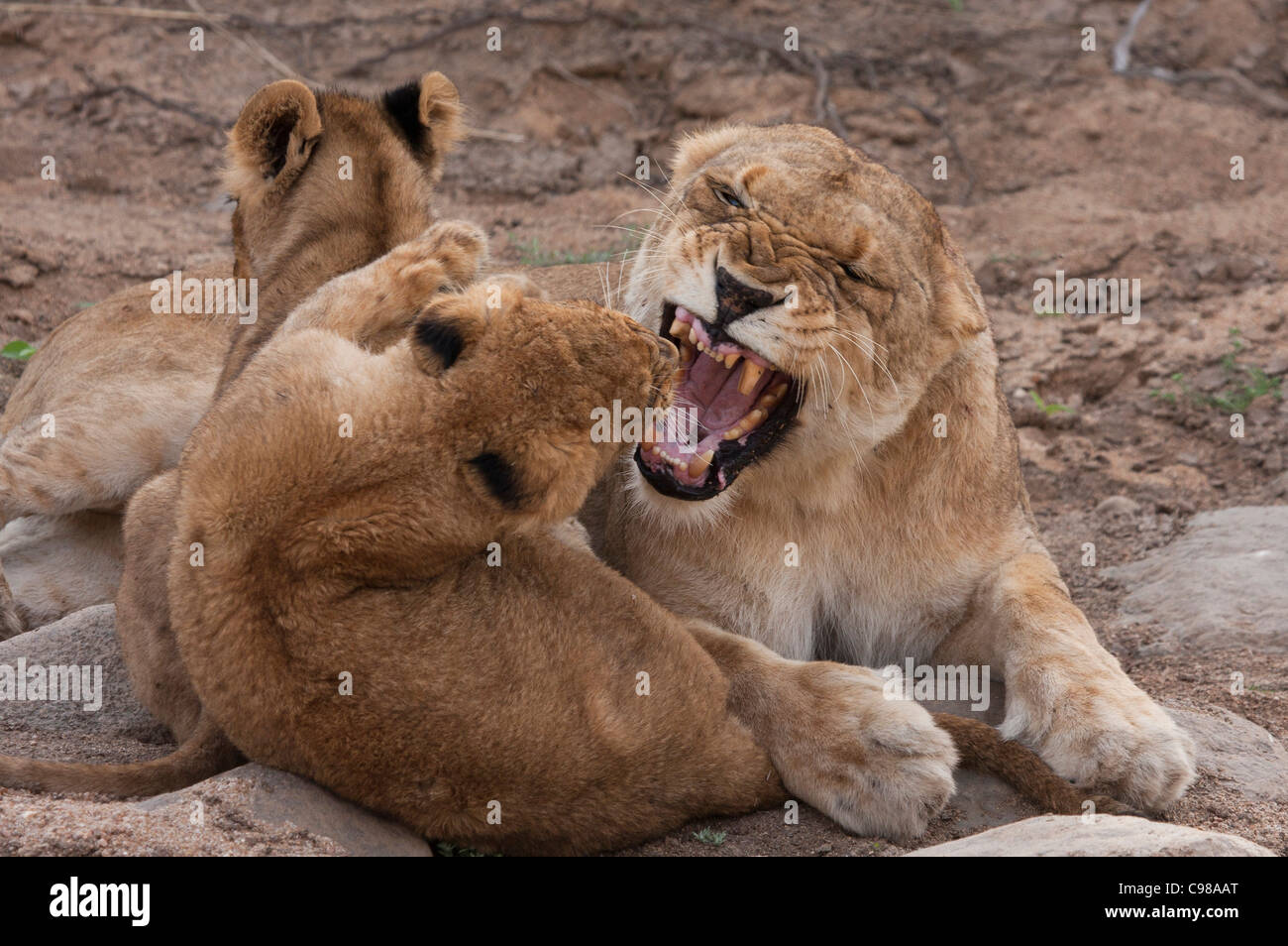 Lionne agressive hargneux à cub Banque D'Images