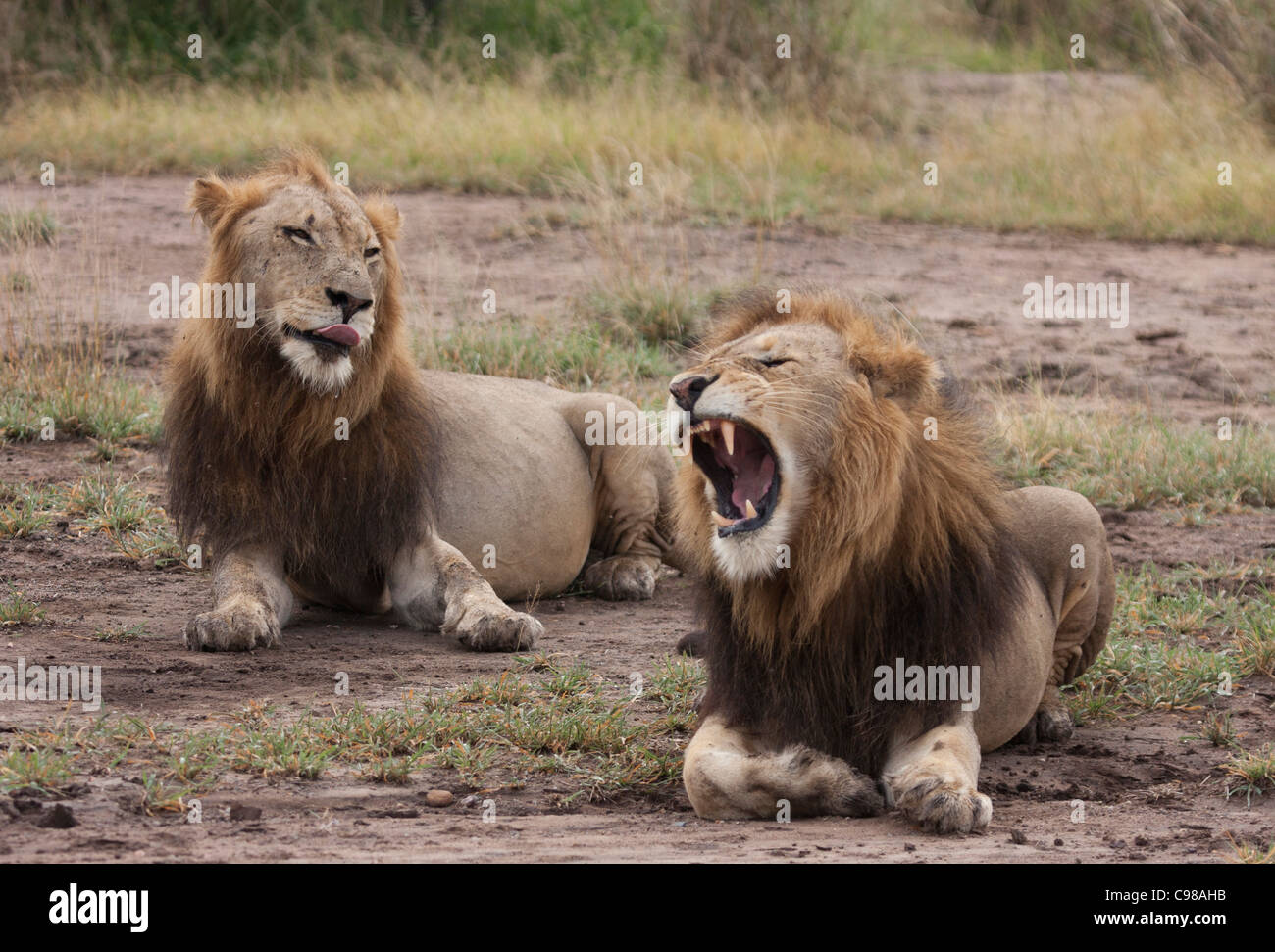 Deux lions mâles reposant sur le sol, un bâillement. Banque D'Images