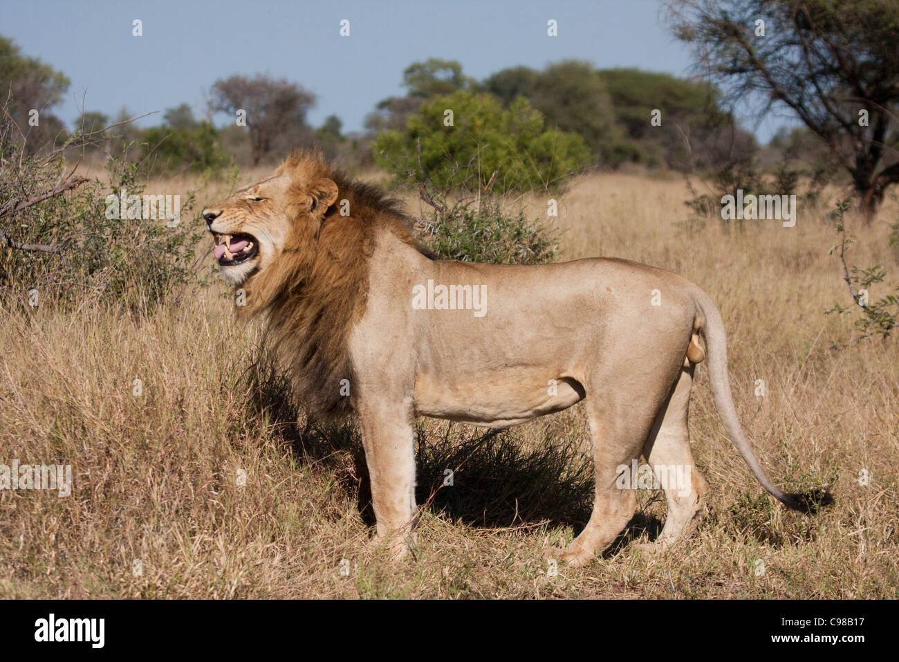 Vue latérale d'Homme Lion debout dans l'herbe sèche affichage flehmen Banque D'Images