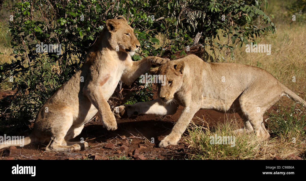 Jeunes lions jouant Banque D'Images