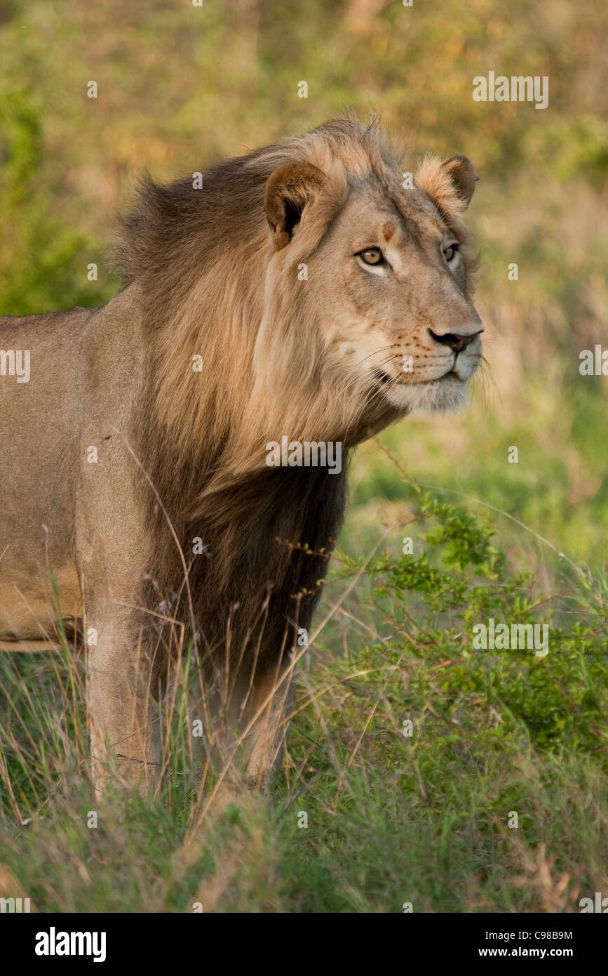 Portrait d'un homme Lion à crinière balayée par le vent Banque D'Images