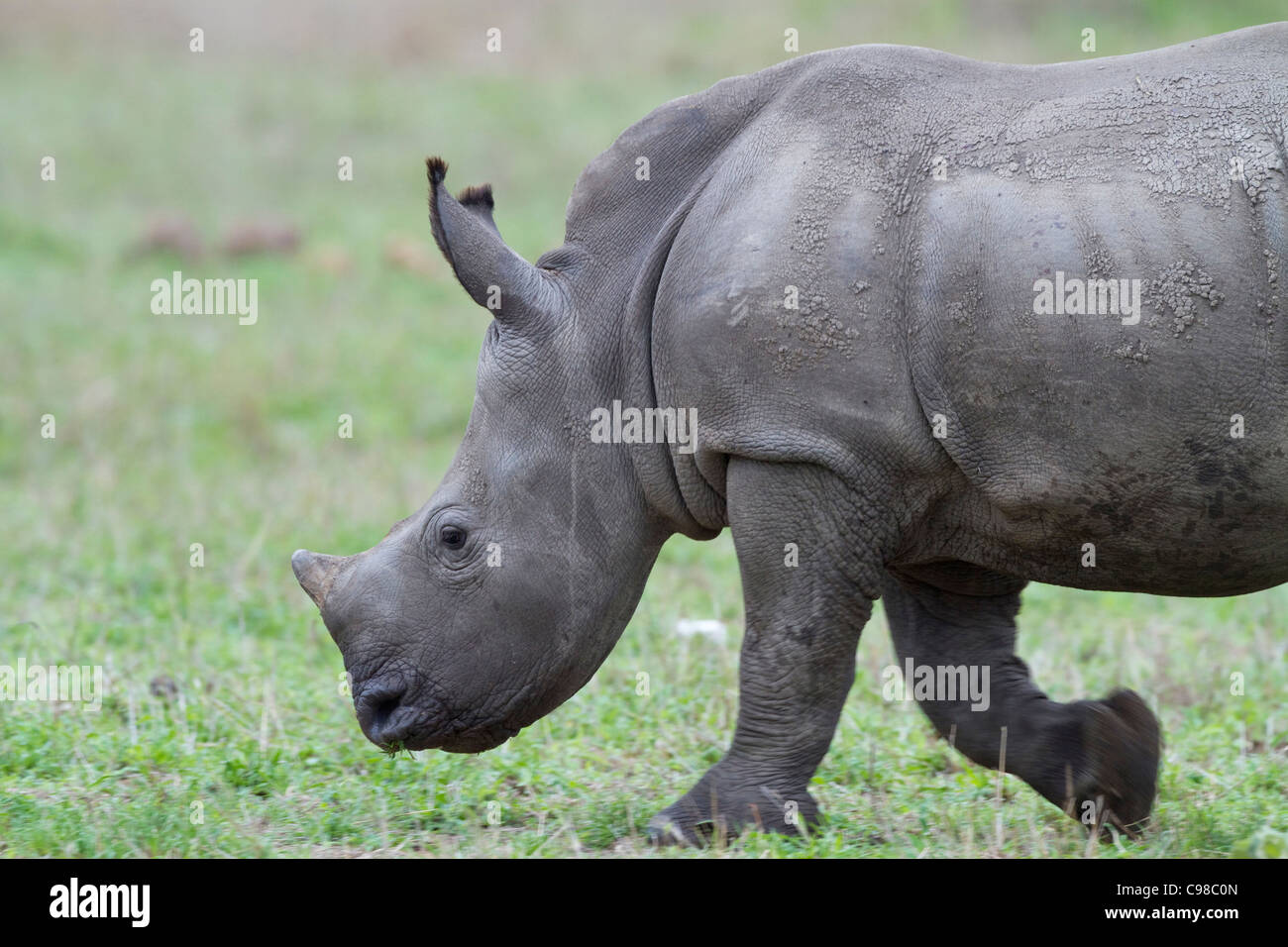 Portrait d'un petit white rhino walking Banque D'Images