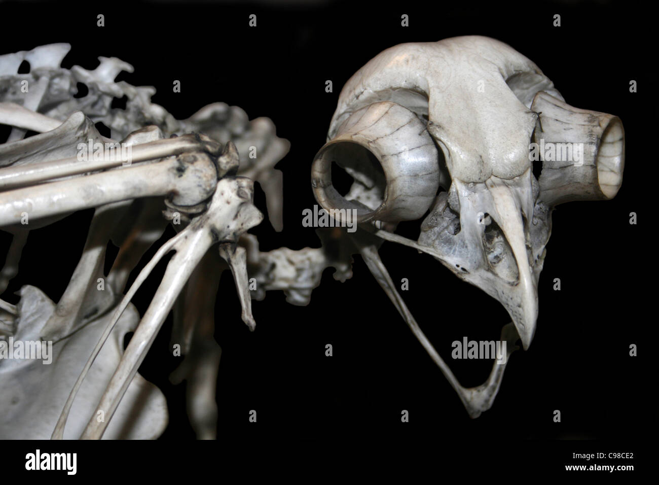 Crâne de hibou Banque D'Images