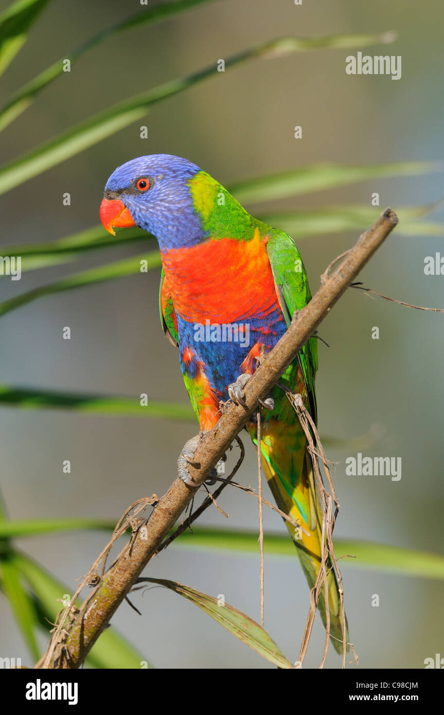Rainbow Lorikeet Trichoglossus haematodus photographié dans le Queensland, Australie Banque D'Images Rainbow Lorikeet Trichoglossus haematodus photographié dans le Queensland, Australie Banque D'Images