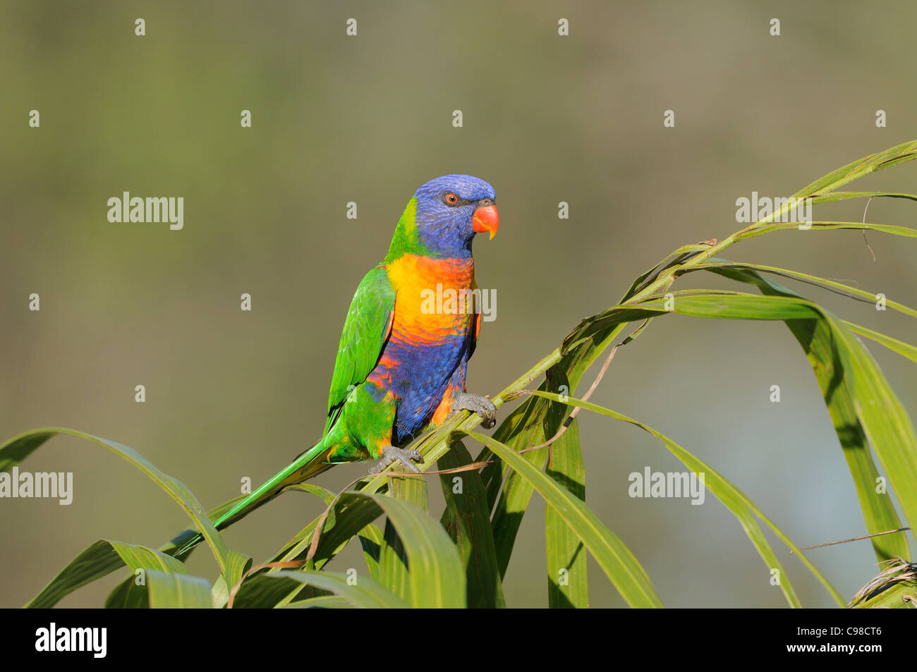 Rainbow Lorikeet Trichoglossus haematodus photographié dans le Queensland, Australie Banque D'Images Rainbow Lorikeet Trichoglossus haematodus photographié dans le Queensland, Australie Banque D'Images