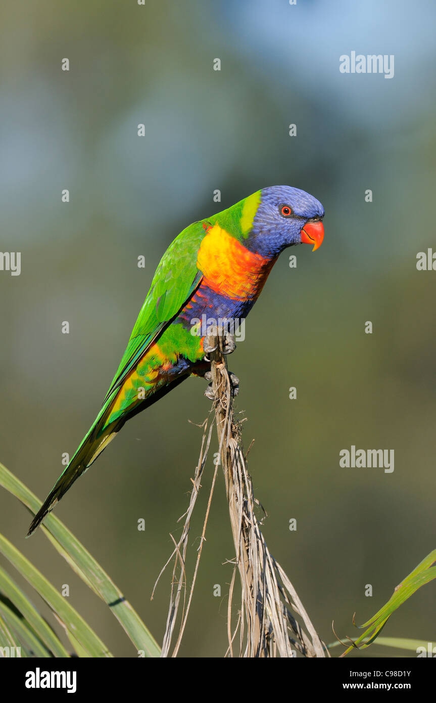 Rainbow Lorikeet Trichoglossus haematodus photographié dans le Queensland, Australie Banque D'Images Rainbow Lorikeet Trichoglossus haematodus photographié dans le Queensland, Australie Banque D'Images