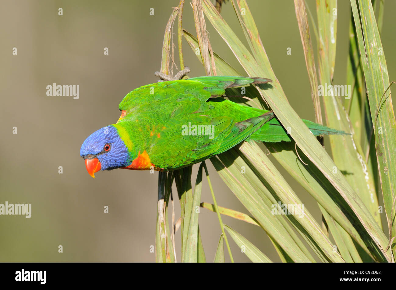 Rainbow Lorikeet Trichoglossus haematodus photographié dans le Queensland, Australie Banque D'Images Rainbow Lorikeet Trichoglossus haematodus photographié dans le Queensland, Australie Banque D'Images