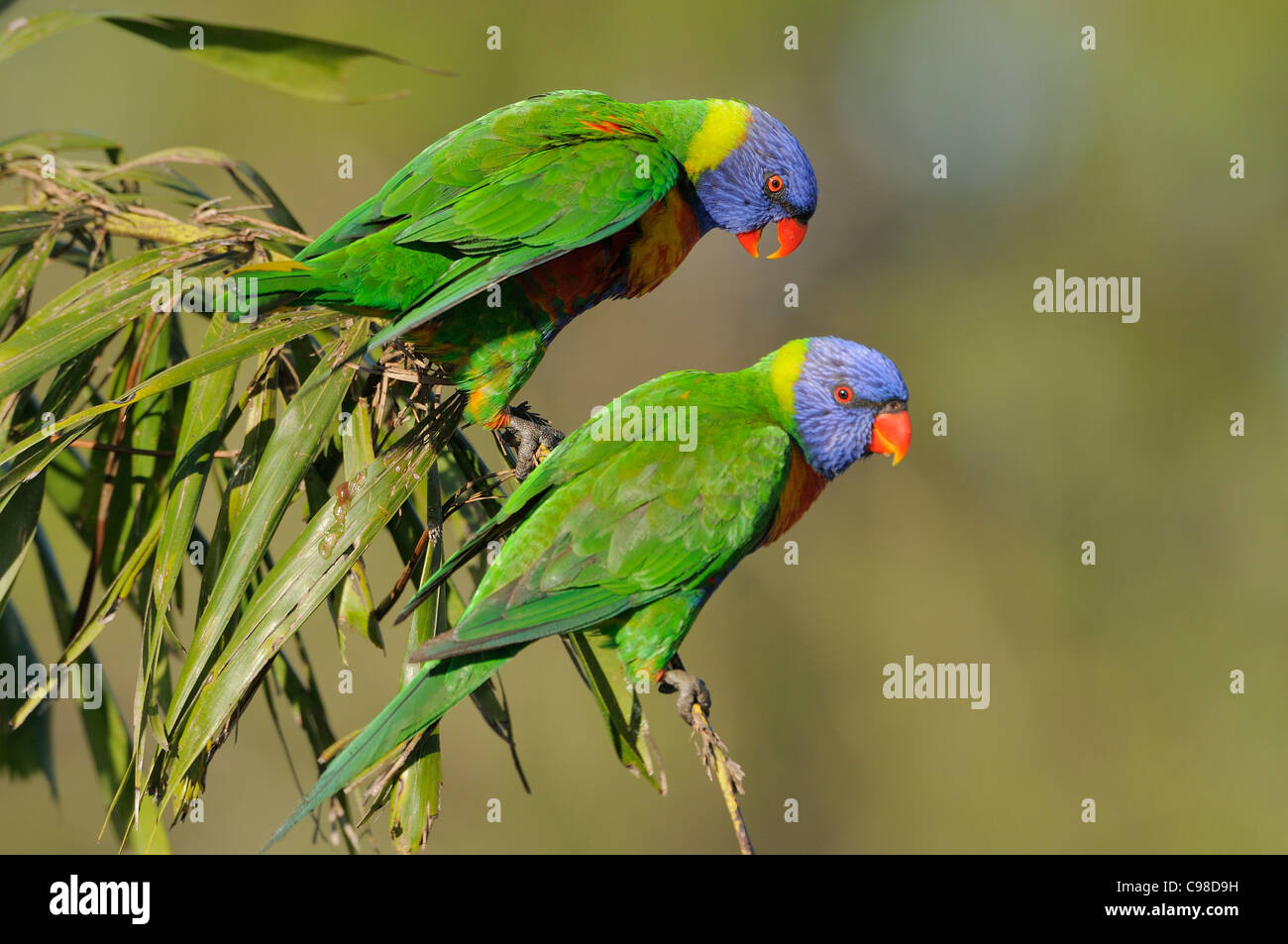 Rainbow Lorikeet Trichoglossus haematodus photographié dans le Queensland, Australie Banque D'Images Rainbow Lorikeet Trichoglossus haematodus photographié dans le Queensland, Australie Banque D'Images
