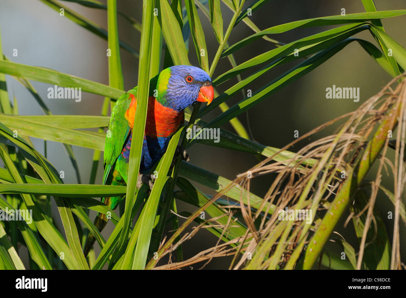Rainbow Lorikeet Trichoglossus haematodus photographié dans le Queensland, Australie Banque D'Images Rainbow Lorikeet Trichoglossus haematodus photographié dans le Queensland, Australie Banque D'Images