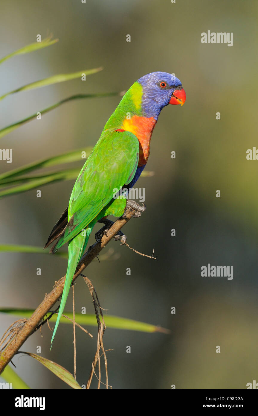 Rainbow Lorikeet Trichoglossus haematodus photographié dans le Queensland, Australie Banque D'Images Rainbow Lorikeet Trichoglossus haematodus photographié dans le Queensland, Australie Banque D'Images