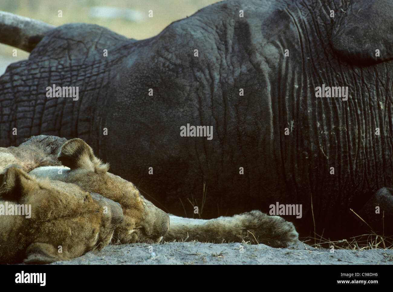 Lion (Panthera leo) de dormir à côté de la carcasse de l'éléphant Banque D'Images