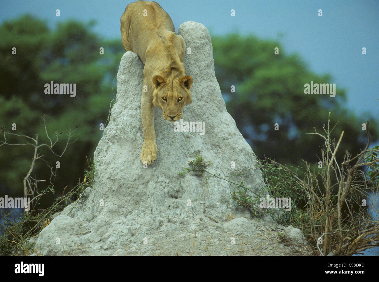 Lion (Panthera leo) sur termitière Banque D'Images
