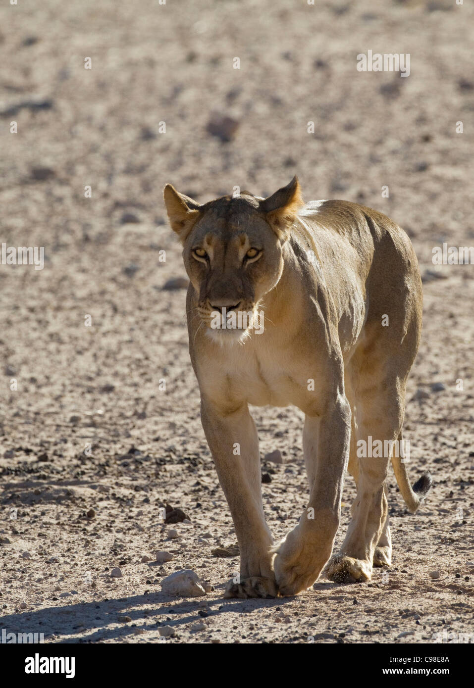 Vue frontale du Kalahari lion Banque D'Images