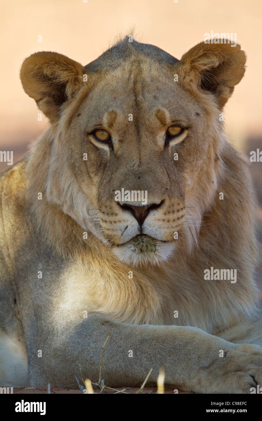 Portrait serré d'un jeune mâle lion Kalahari Banque D'Images