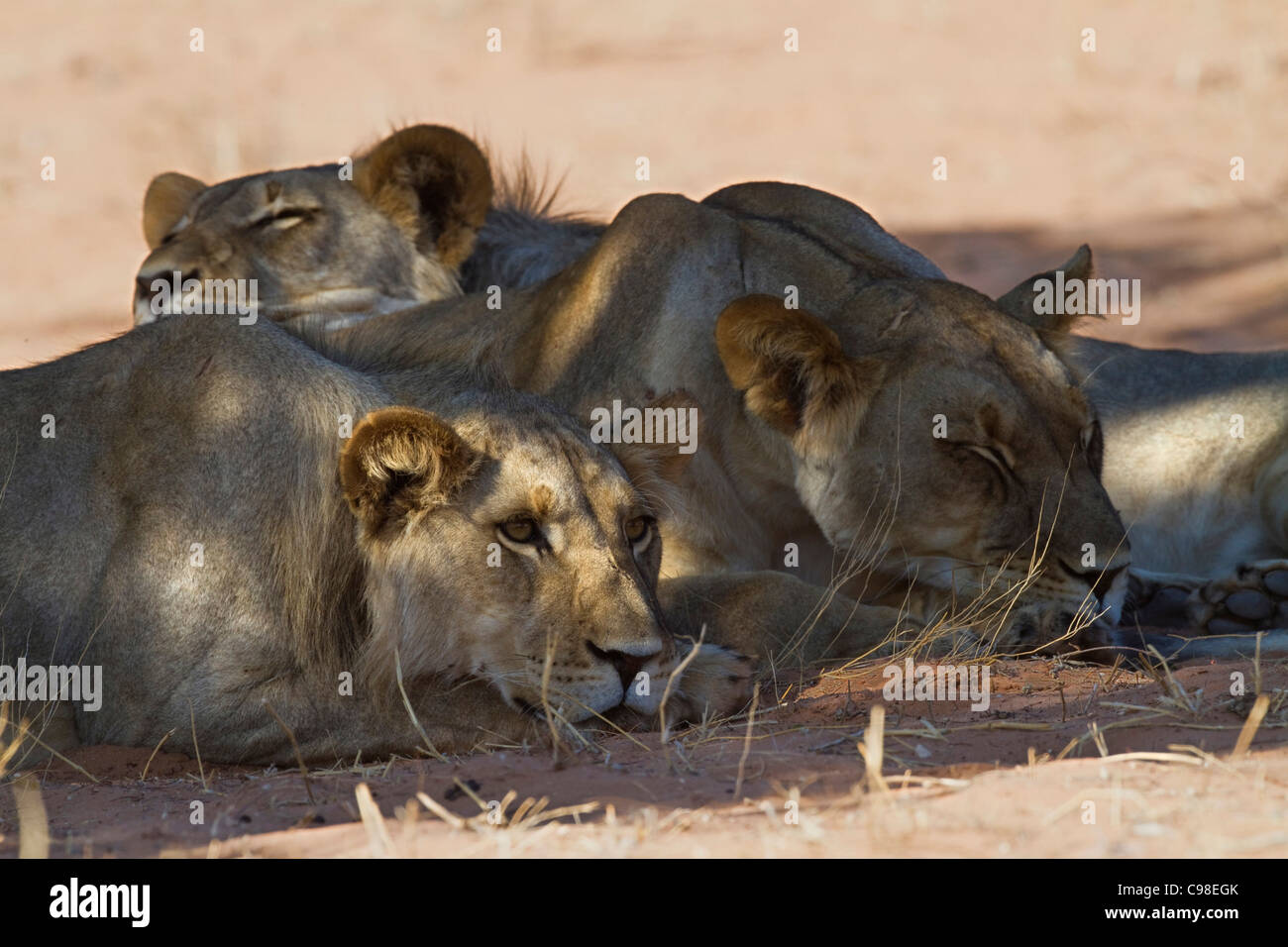 Portrait serré d'une troupe de lions de dormir dans l'ombre alors que l'un fait le guet Banque D'Images