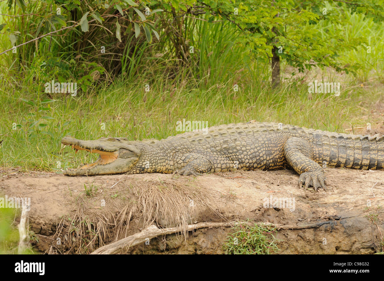 (L'eau salée Crocodile estuarien), photographié près de Kakadu National Park, Territoire du Nord, Australie Banque D'Images