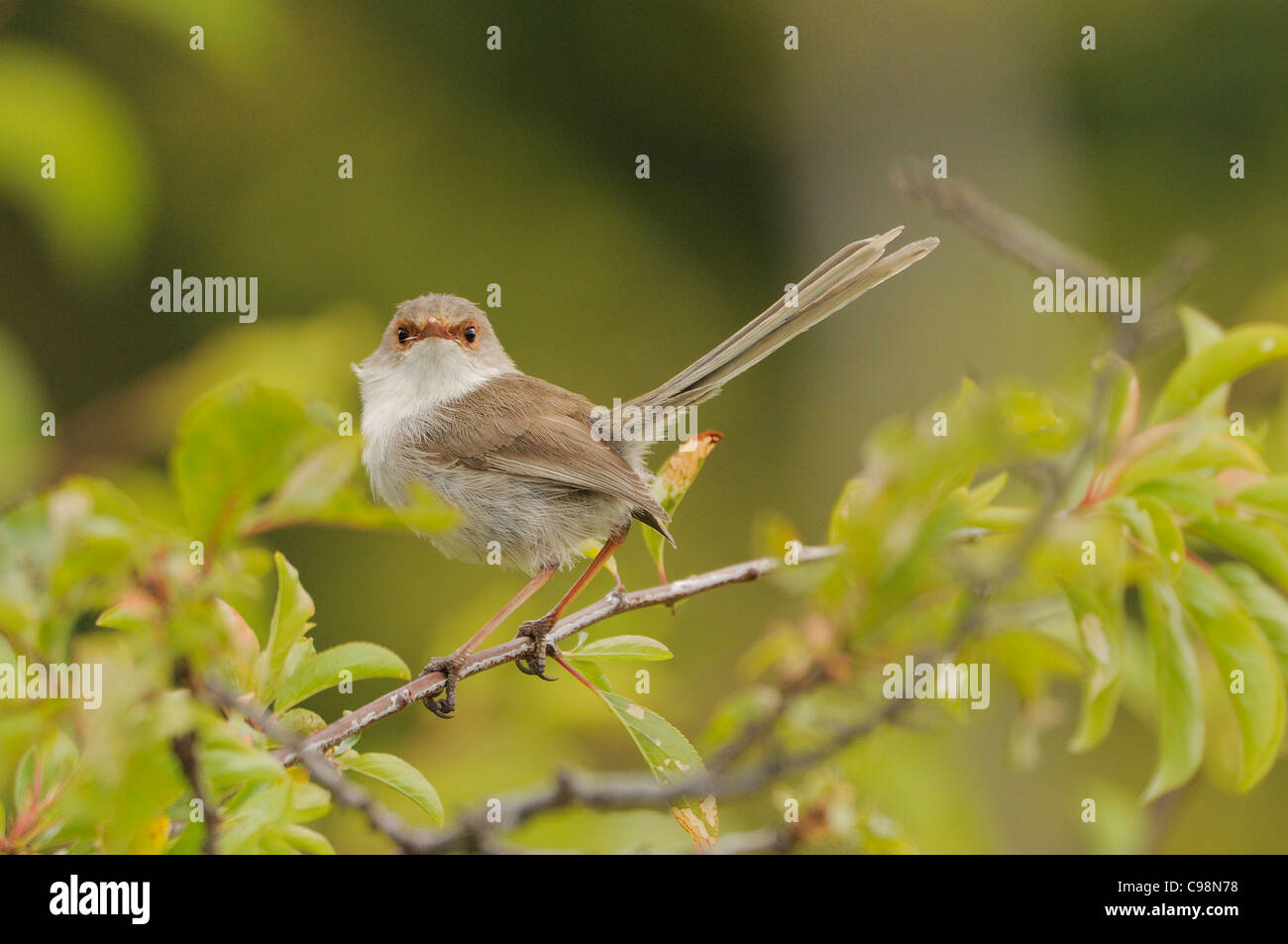Superbe Fairy Wren Malurus cyaneus femme photographiée en Tasmanie, Australie Banque D'Images Superbe Fairy Wren Malurus cyaneus femme photographiée en Tasmanie, Australie Banque D'Images